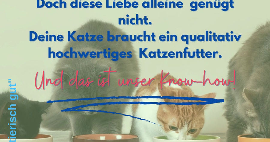 1_Katze_allgemein